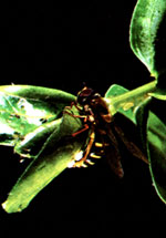 A garden-variety hover fly lays its eggs near a colony of aphids. Note that the insect bears a striking resemblance to a wasp.